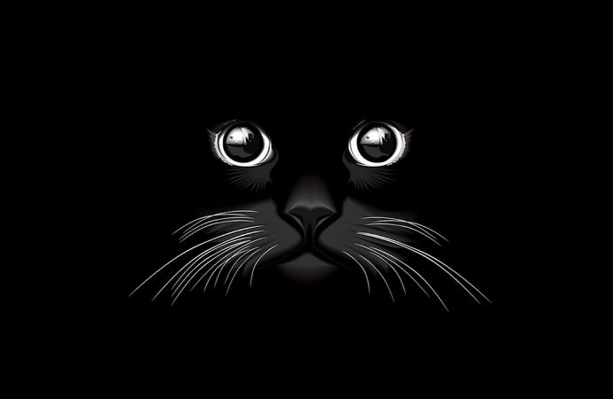 random animal generator random animal generator